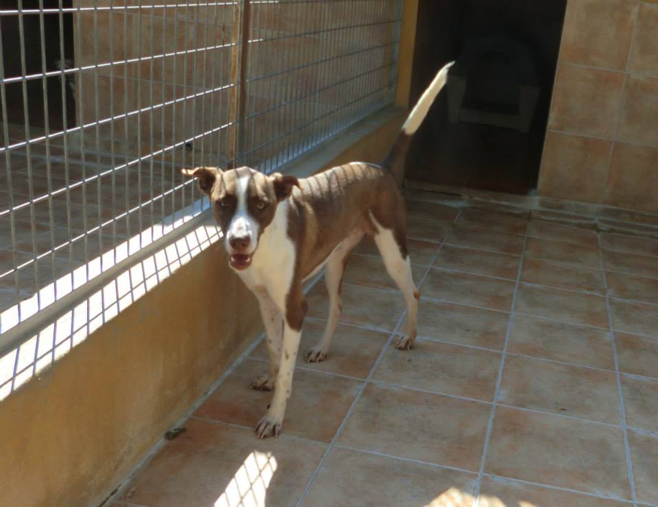 Other shelters - Dogs for Rescue Spain